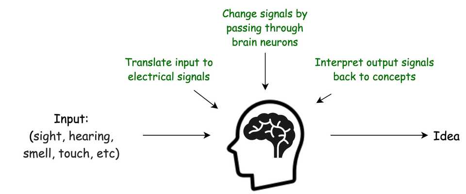 The general idea of how the human brain activity works