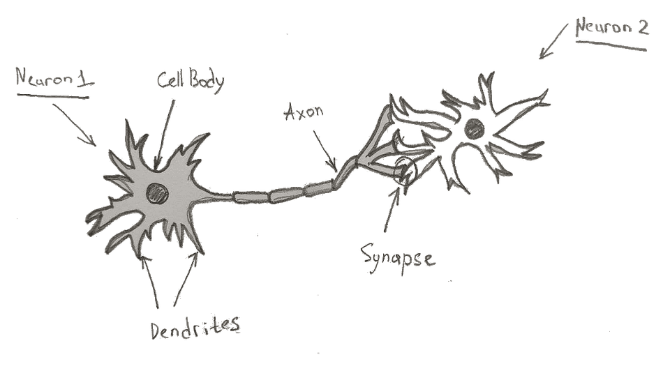 Biological neuron simplified view